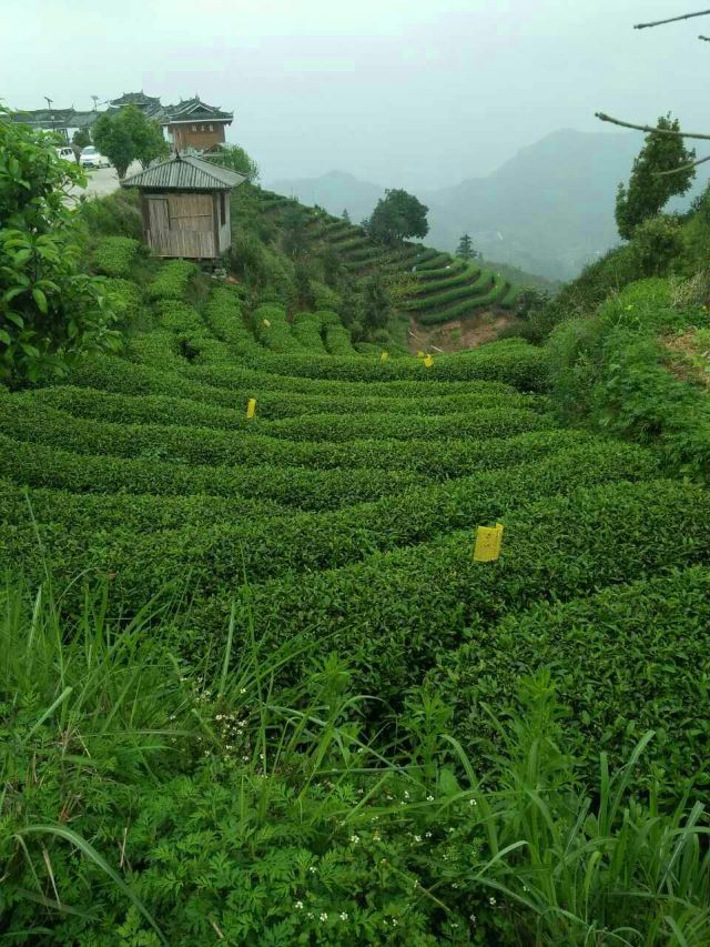Chengyang Bazhai