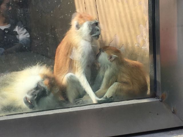 칭다오(청도) 동물원