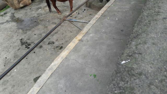 成都動物園