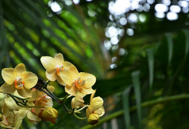 兴隆热带植物园游记
