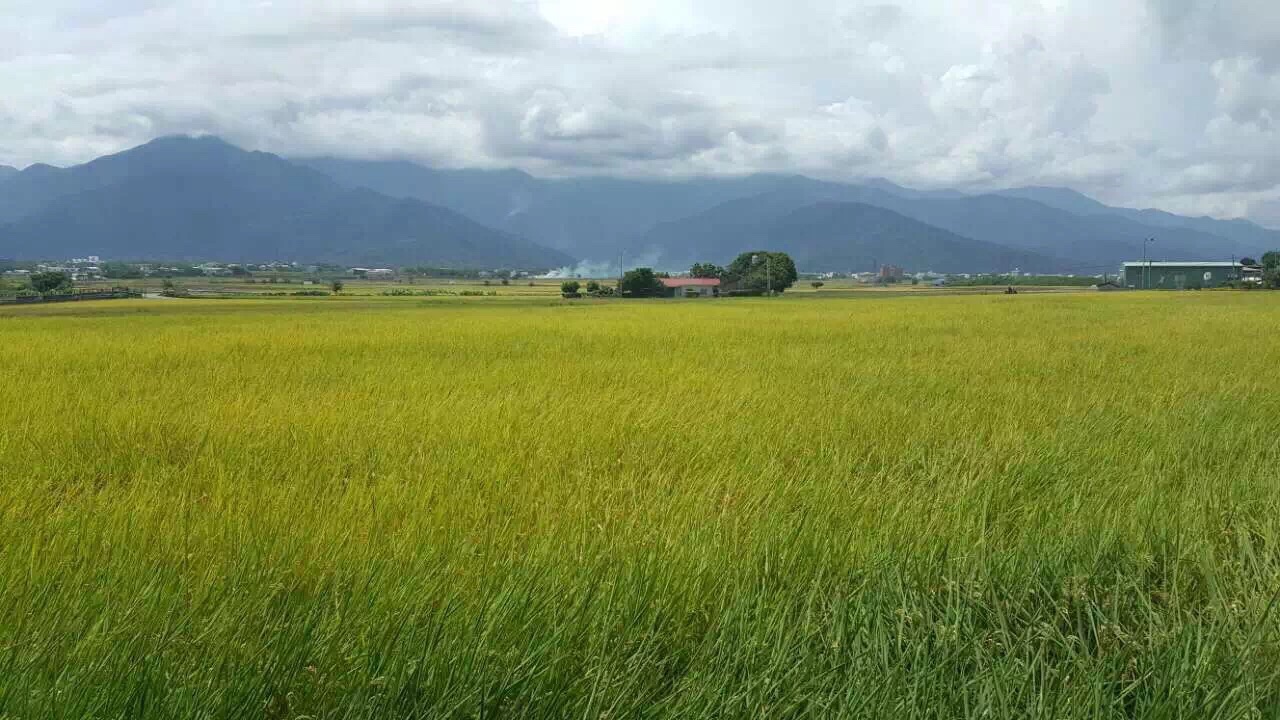美丽的稻田