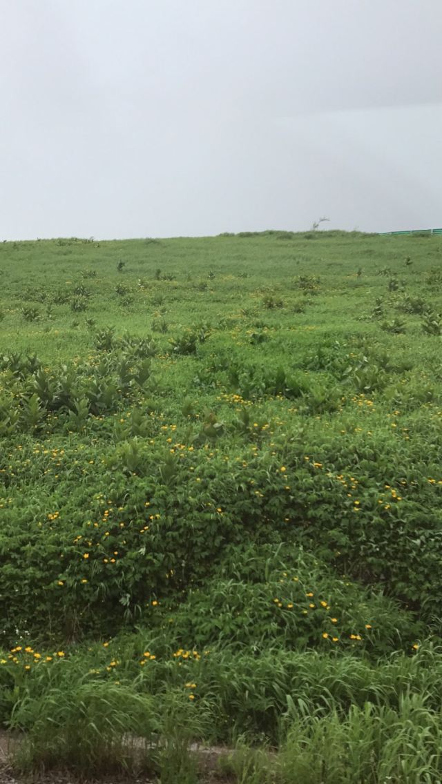 West Slope of Changbai Mountain Scenic Area