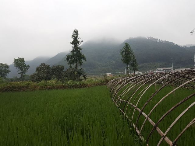 창포 고촌