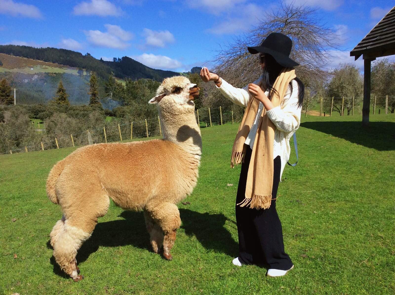 摸摸羊驼喂喂羊 @爱哥顿牧场 · 罗托鲁瓦 · 新西兰
