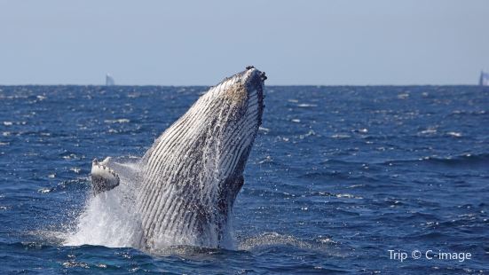 Ocean Tracker Dolphin Watching Cruise