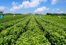 中华茉莉园景点图片