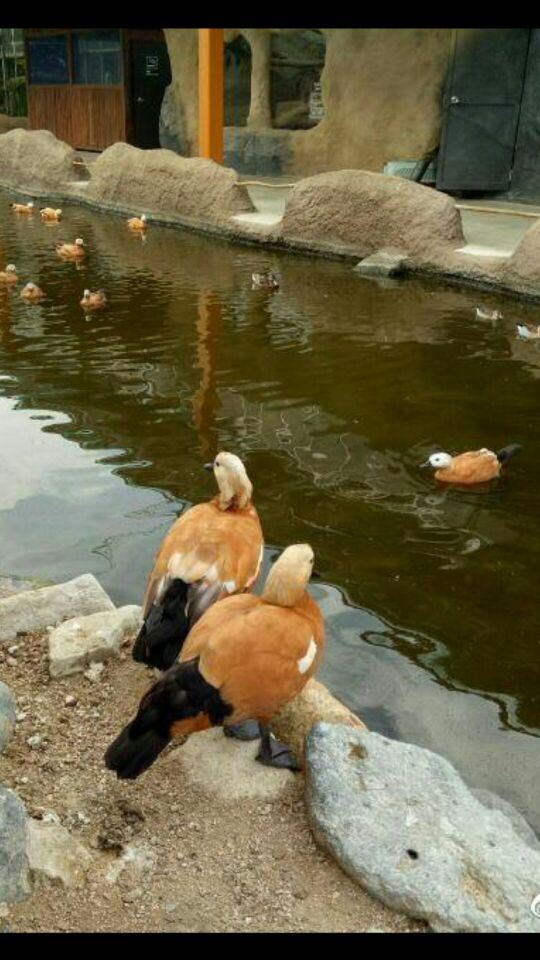 Kobe Animal Kingdom