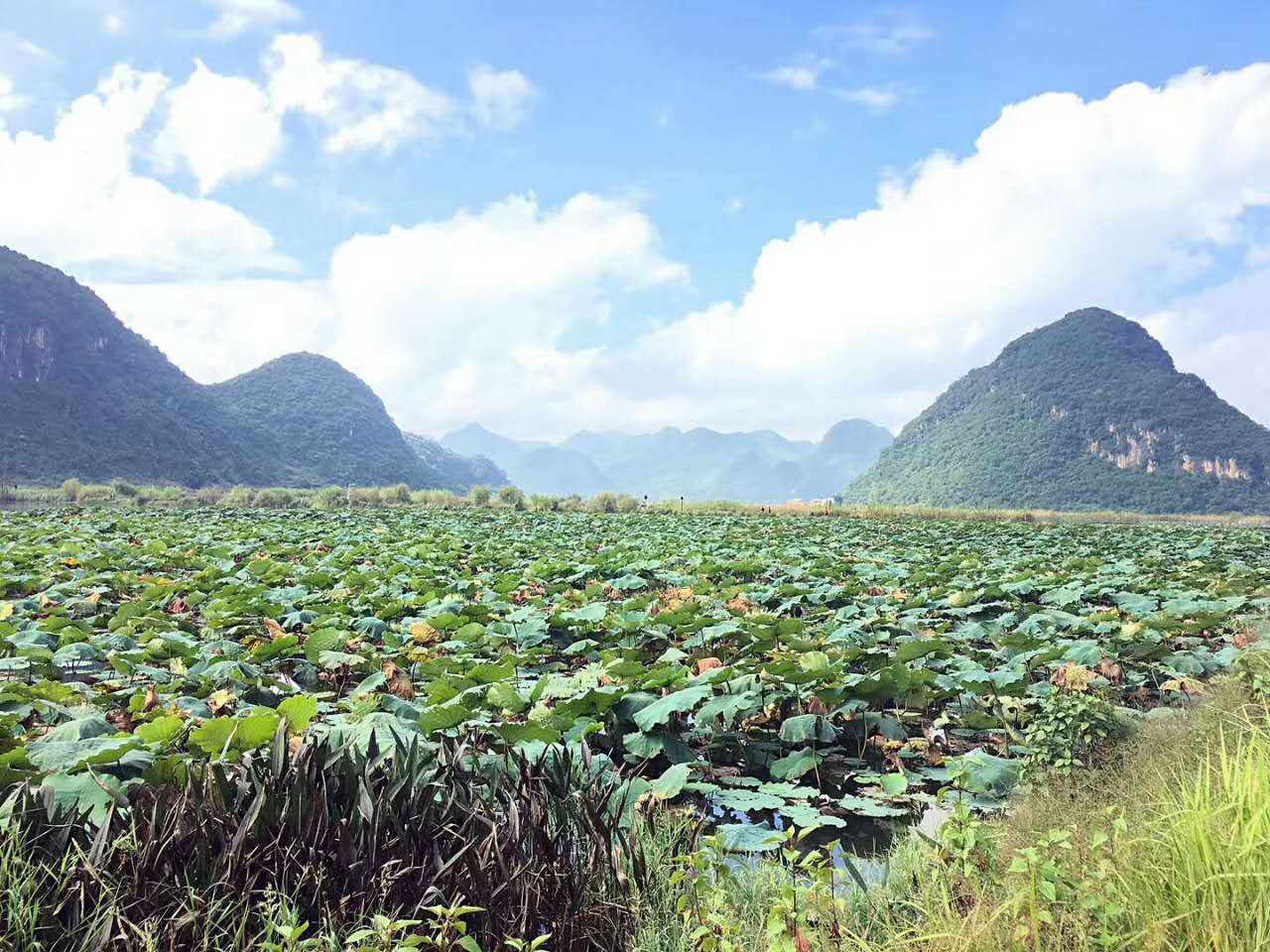 普者黑天鹅湖-1号观景点