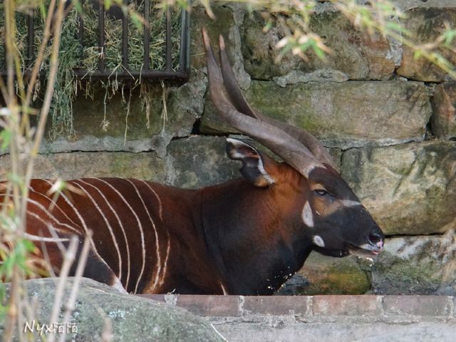 Taronga Zoo