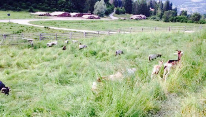 Malga Salanzada餐厅图片