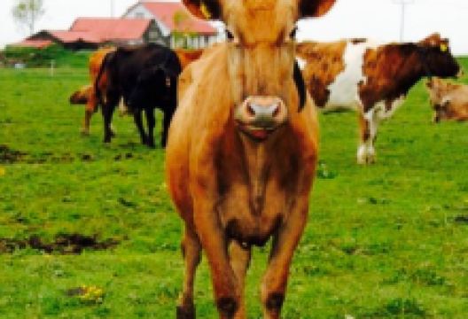 Gamla fjosid美食图片