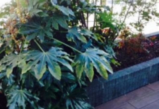 スターバックス 友部SA上り線美食图片