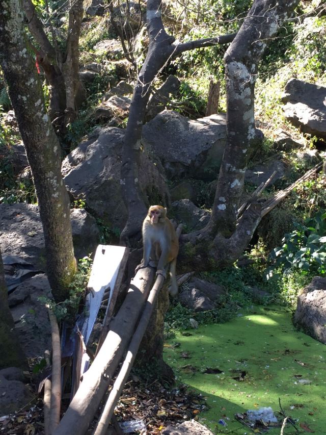 火山地熱國家地質公園