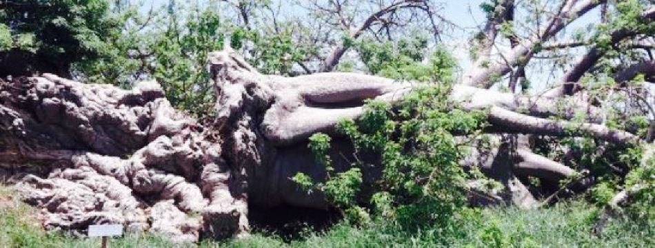 The Baobab Restaurant (formerly Upside Down Restaurant)