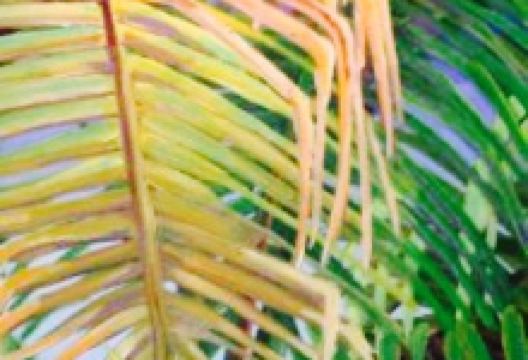 El Quenepo美食图片