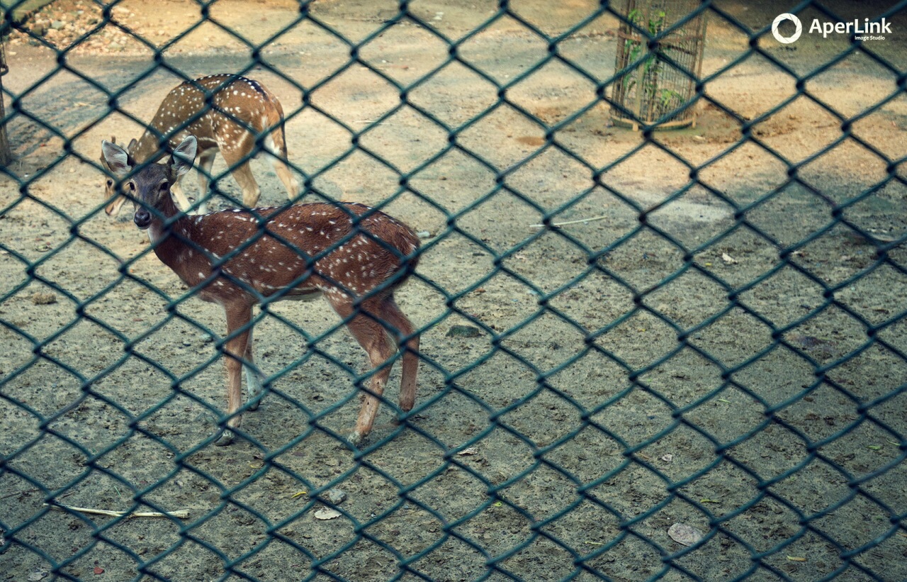 Deer Park Delhi India 🇮🇳
