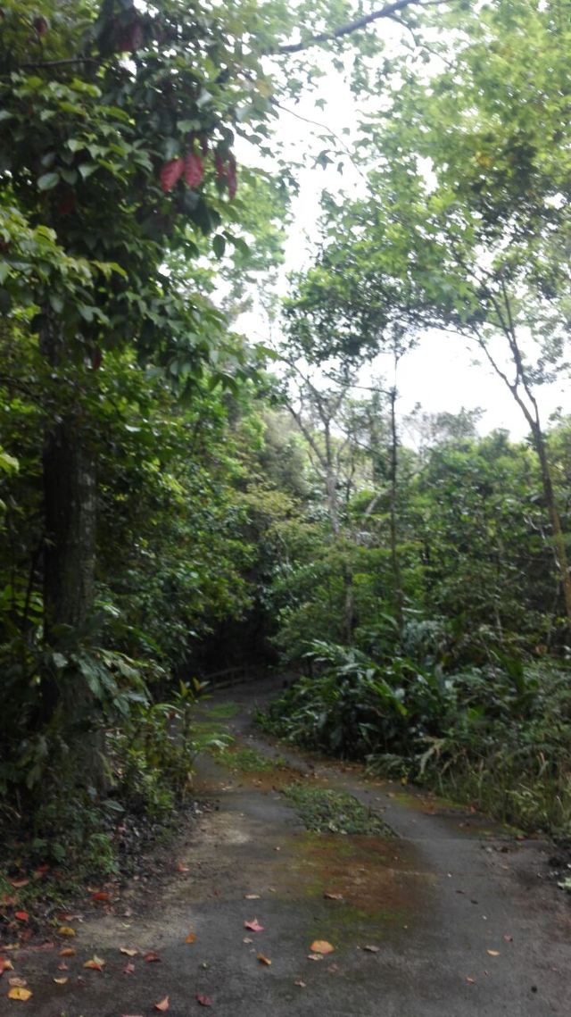 Wuzhishan Tropical Rainforest
