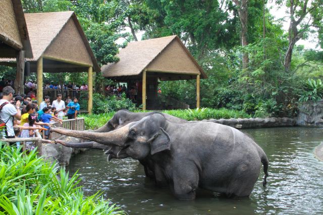 Singapore Zoo