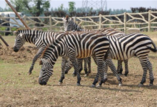 宿州野生动物园景点图片