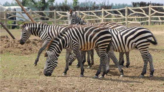宿州野生動物園