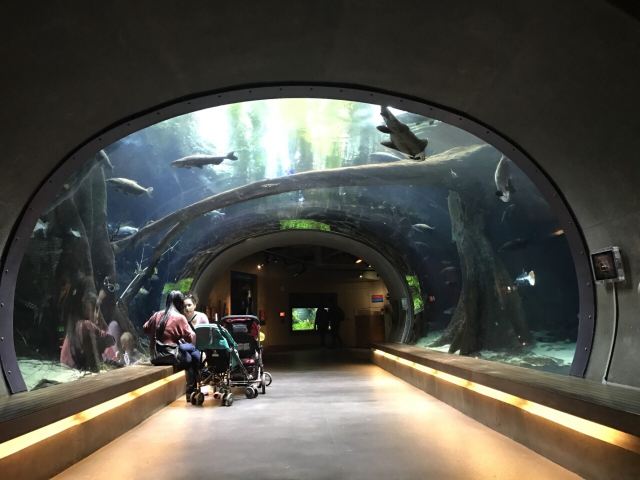 California Academy of Sciences