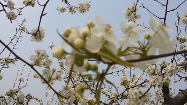 北京梨花村攻略 北京梨花村门票 游玩攻略 地址 图片 门票价格 携程攻略 北京梨花村攻略 北京梨花村门票 游玩攻略 地址 图片 门票价格 携程攻略
