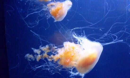 海灣水族館