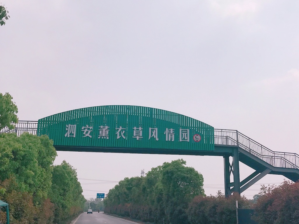 长兴泗安薰衣草风情园