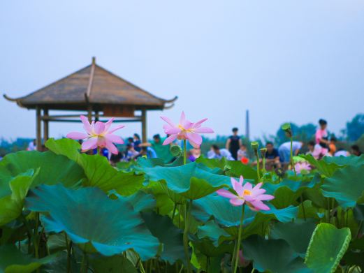 日照荷仙子湿地风景区