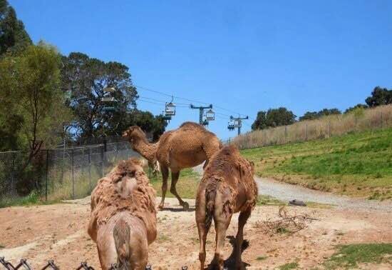 Auckland Zoo