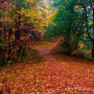 安徽黄山+婺源篁岭景区+婺源灵岩洞景区+呈坎6日5晚私家团