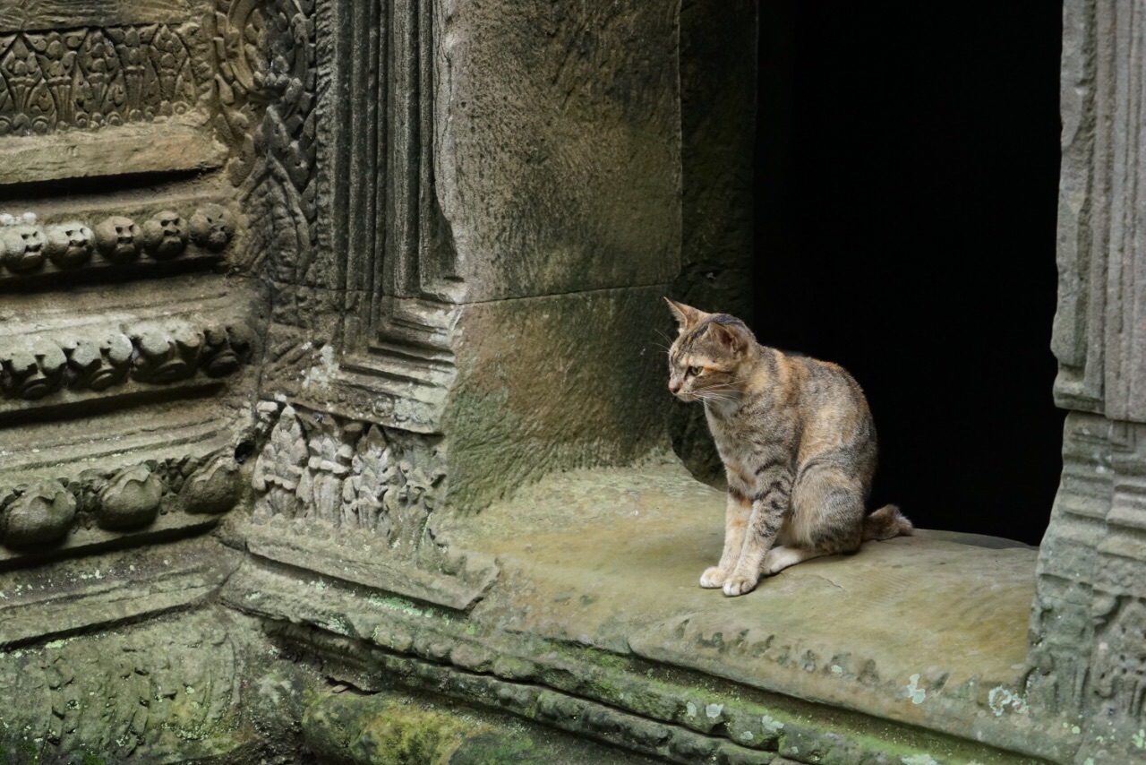 在路上｜在柬埔寨偶遇小猫