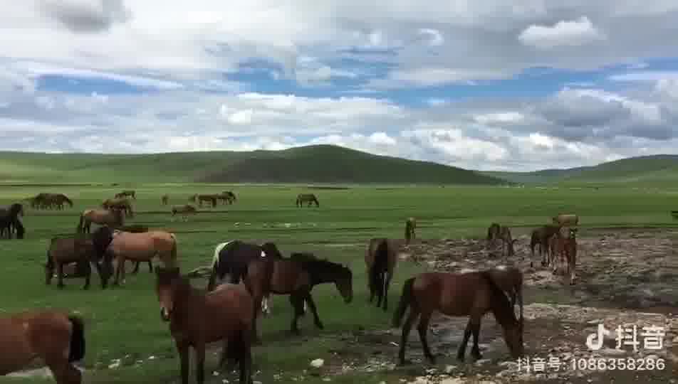 7月草原与马群