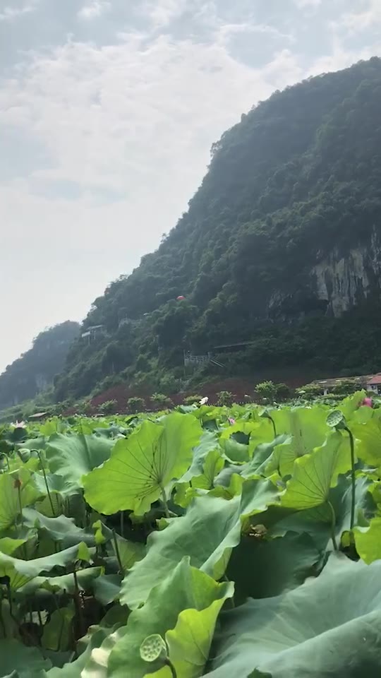 九龙小镇美丽的荷花世界