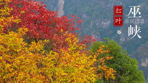 巫山游记图文-巫山进入红叶旺季，云巅鸟瞰长江，赏秋观景指南