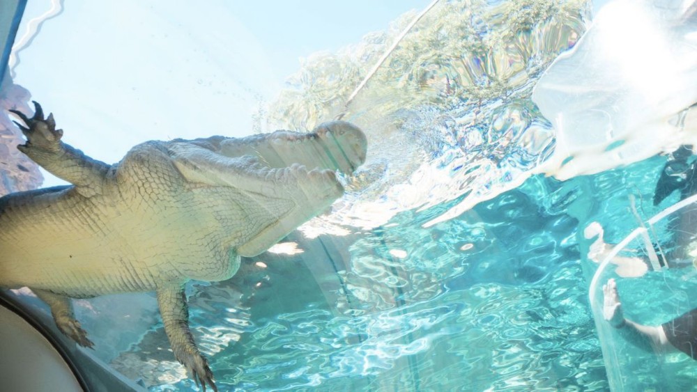 澳大利亚攻略🇦🇺在水里与鳄鱼来场亲密接触！
