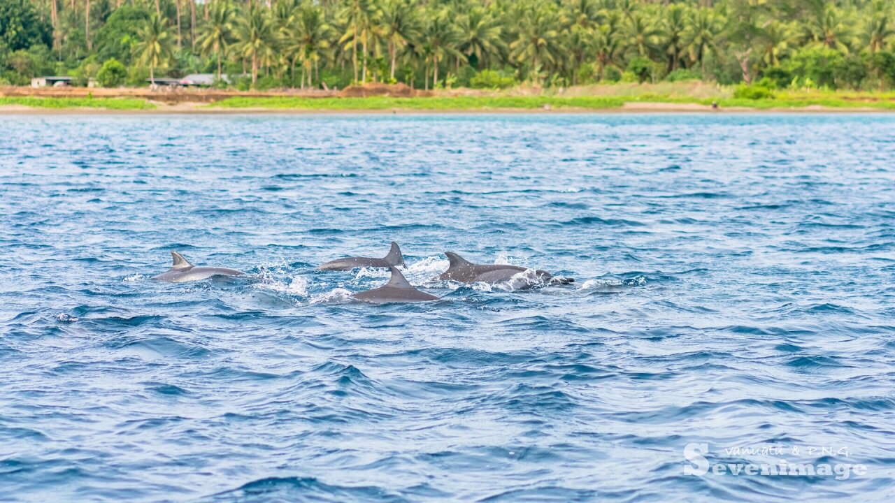 在大洋洲，和海豚一起游泳才是正经事