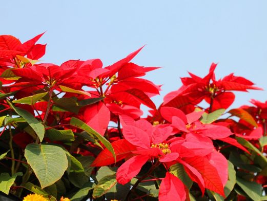 陈村花卉世界