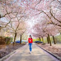 莱茵河畔的宾根图片