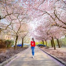 莱茵河畔的宾根图片