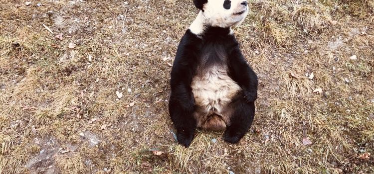 Wolong China Panda Garden Shenshuping Base Tickets Deals - 