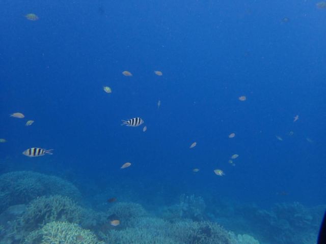 Malwawey Coral Garden