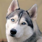 看我曼丽又懒倦