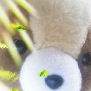 大脸猫和龙猫都不是猫