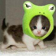 我是吴大大大鹏