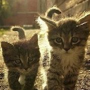 沉默寡言要上天