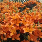 你乱了我的青春