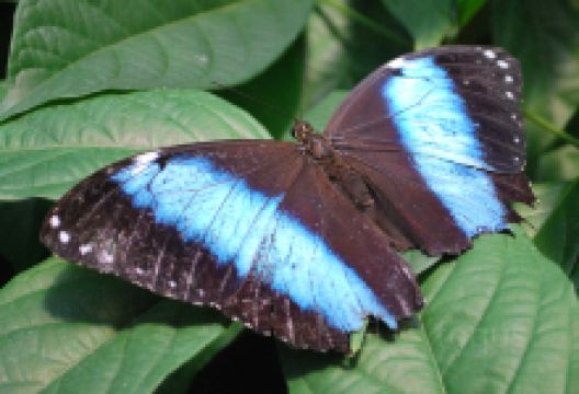 Bear Mountain Butterfly Sanctuary景点图片