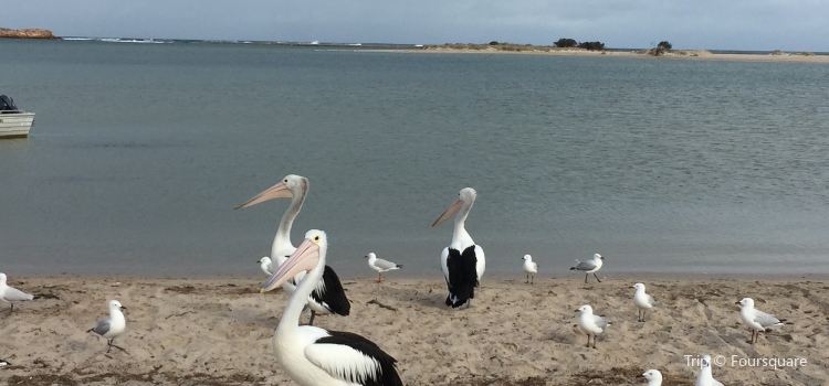 Kalbarri Pelican Feeding Tickets Deals Reviews Family - 