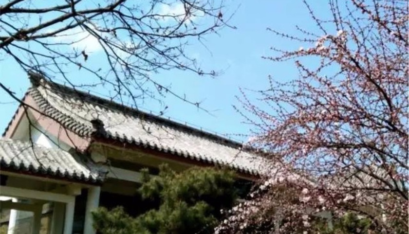 泰山茶苑